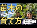 キウイの苗木の育て方　-畑に植えるまでのその後-【ファームハウスみどり】