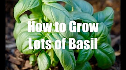 How To Grow Lots of Basil