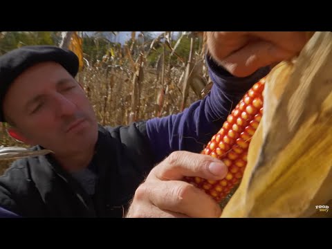 Vidéo: Qu'est-ce que l'herbe douce aztèque - En savoir plus sur la culture et l'entretien de l'herbe douce aztèque