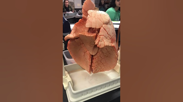 Healthy VS Smoker Lungs 😱 (tiktok: kanye.skillman)