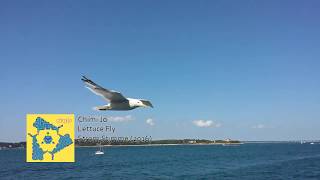 Chimi Jo - Lettuce Fly