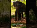 See what he is waiting for  shorts animals elephant