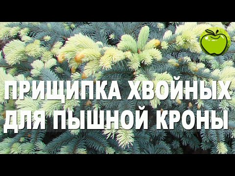 Не обрезка, а только прищипка у хвойных! Формируем густую и пышную крону у ели и сосны на даче