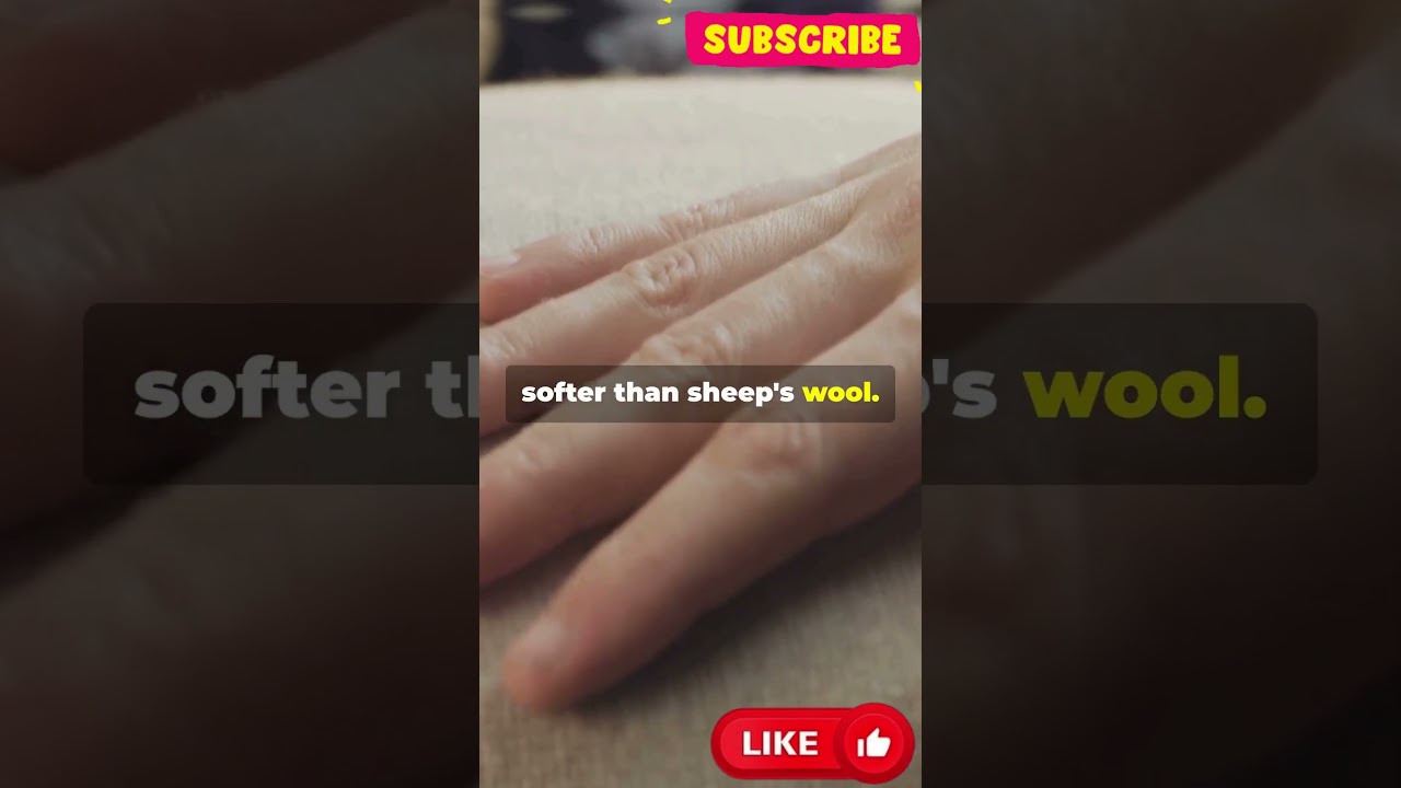 The Science Behind Luxury Fabrics What Makes Cashmere So Special