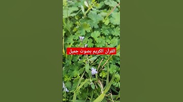 القرآن الكريم بصوت جميل #عبدالرحمن_مسعد #عبدالرحمن_مسعد_تلاوة_جديدة #اكسبلور #القران_الكريم