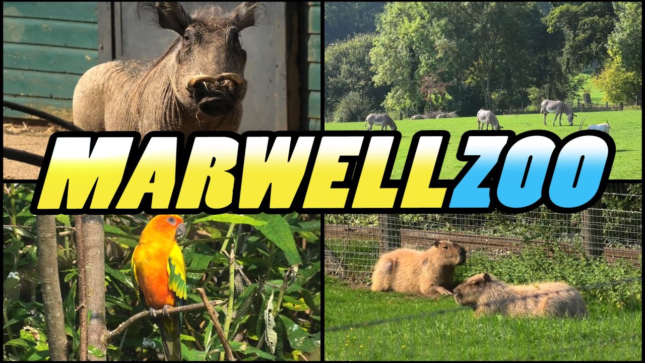 MARWELL ZOO Winchester Hampshire England (4k) YouTube