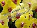 Когда зацветут детки орхидей в размере 1,7 🌺😊👍
