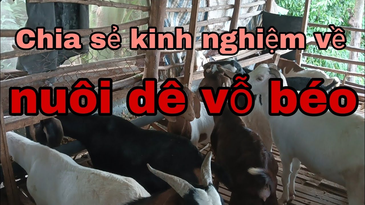 Chia sẻ kinh nghiệm về nuôi dê vỗ béo - Ù sáng nuôi dê