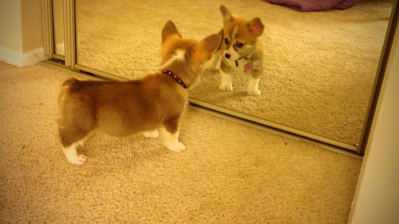 Funny Dogs Funny Stupid Dogs Part 1 Funny Pets YouTube funny-dogs-funny-stupid-dogs-part-1-funny-pets-youtube