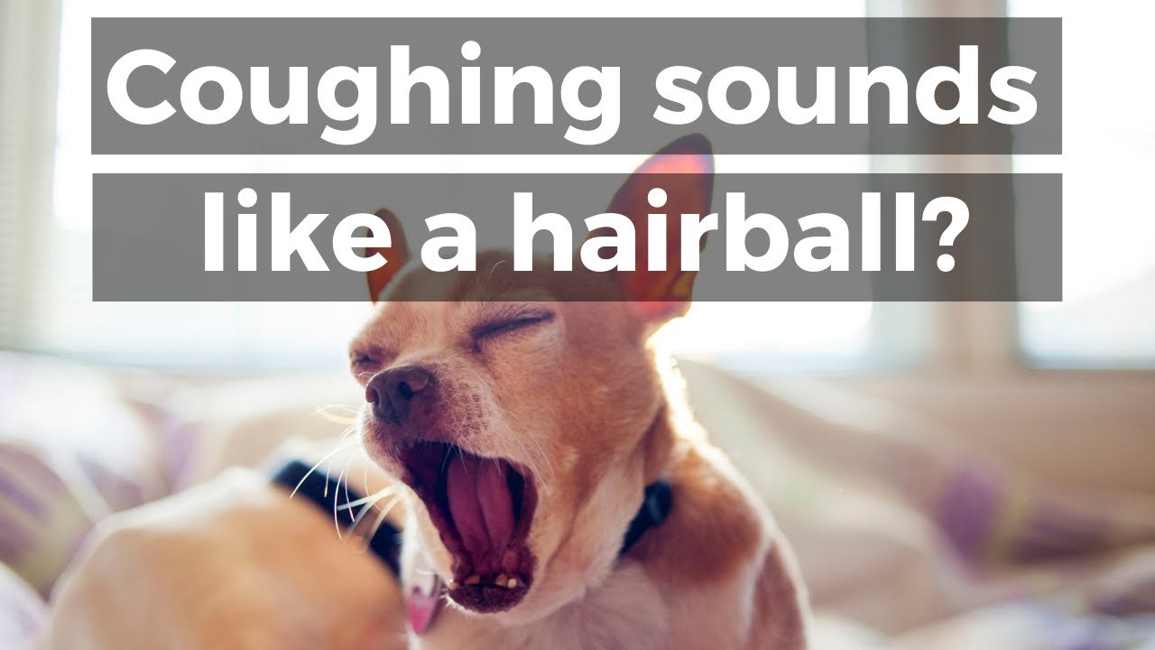 Dog Coughing Sounds Like A Hairball: Do This