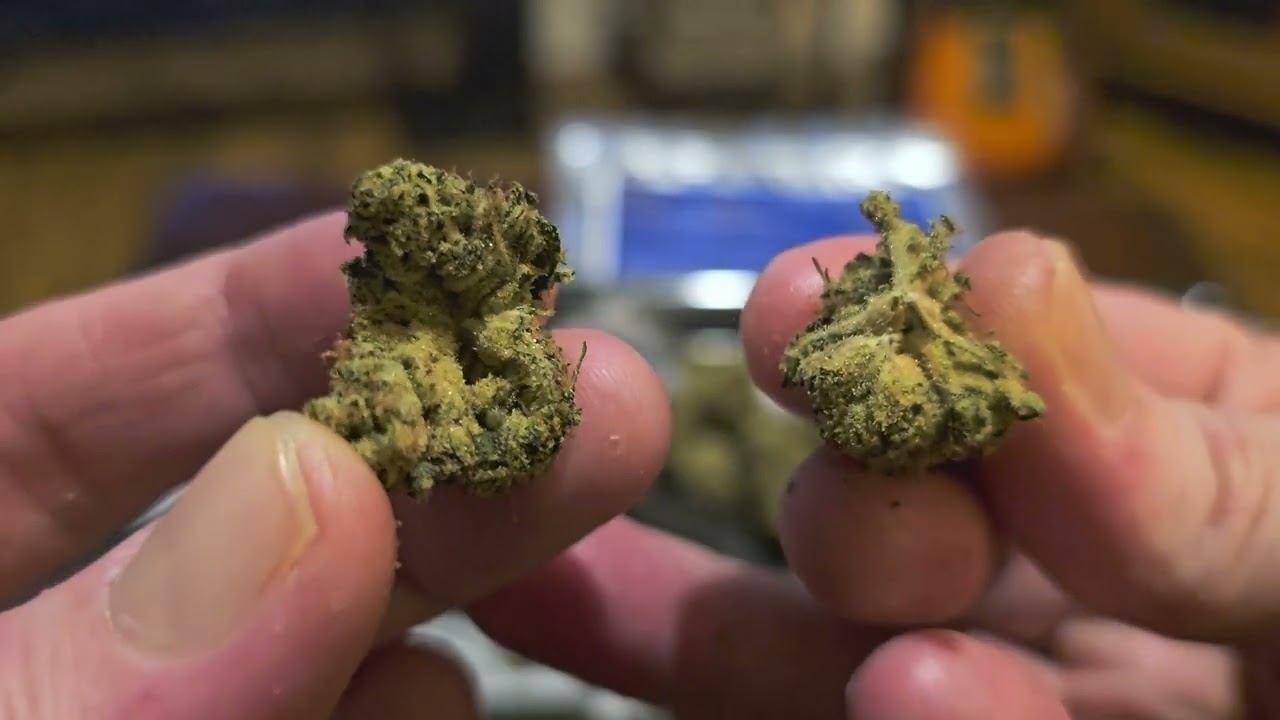 UK Medical Cannabis Review - CMOG (aka. Chem Mog)