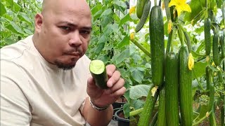 Tamang Pagaalaga sa Sweet Cucumbers and Finally Tomatoes natin ay flowering stage na.