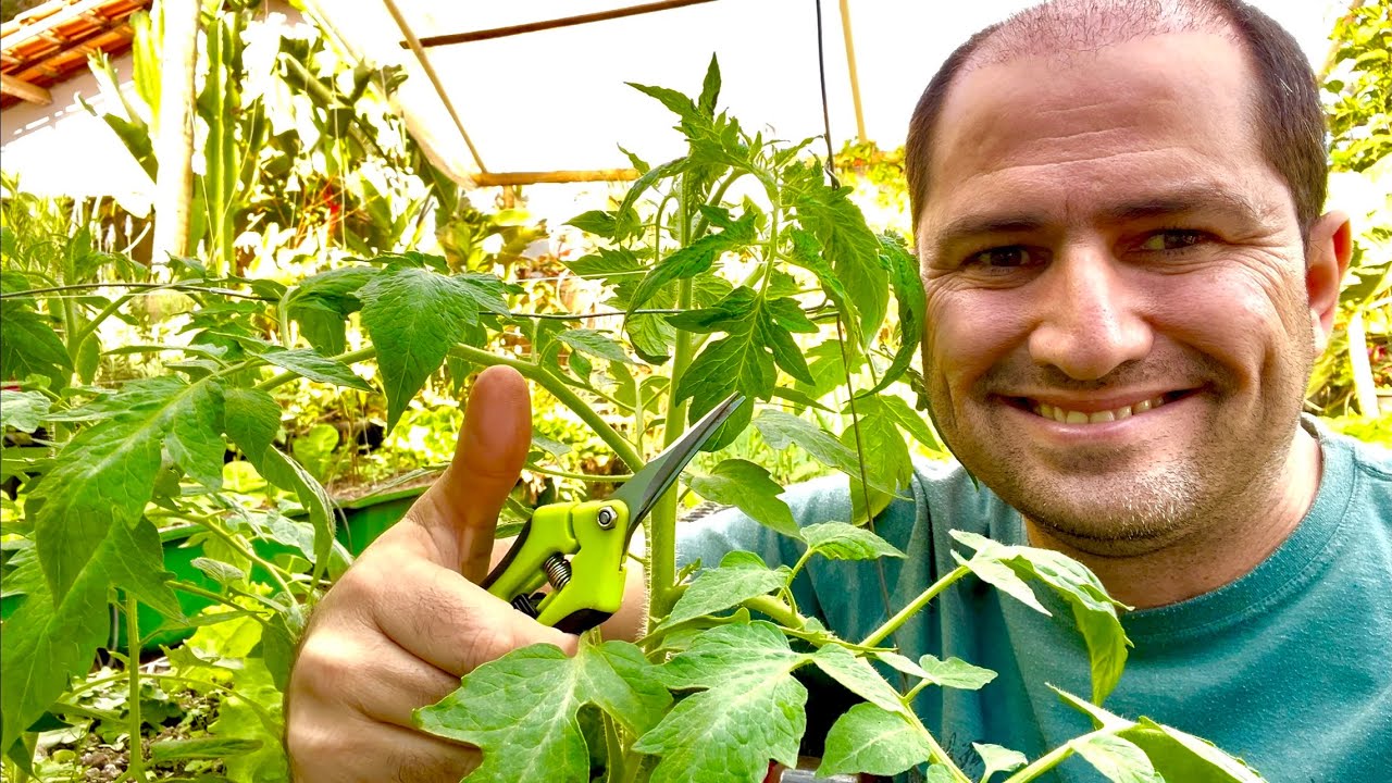 COMO PODAR O TOMATEIRO E COMBATER O OÍDIO NAS FOLHAS