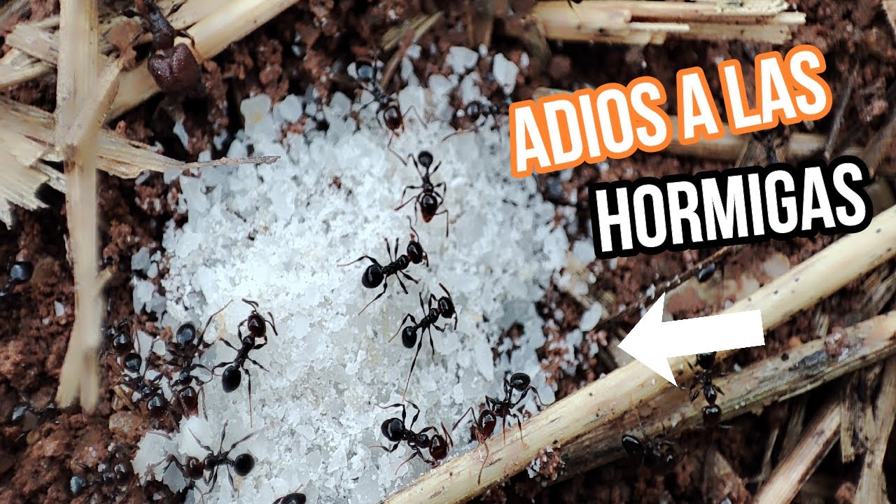 AQUÍ TE TRAIGO LA SOLUCIÓN para acabar con las, HORMIGAS de tu casa, PLANTAS, jardín¡ REMEDIO CASERO