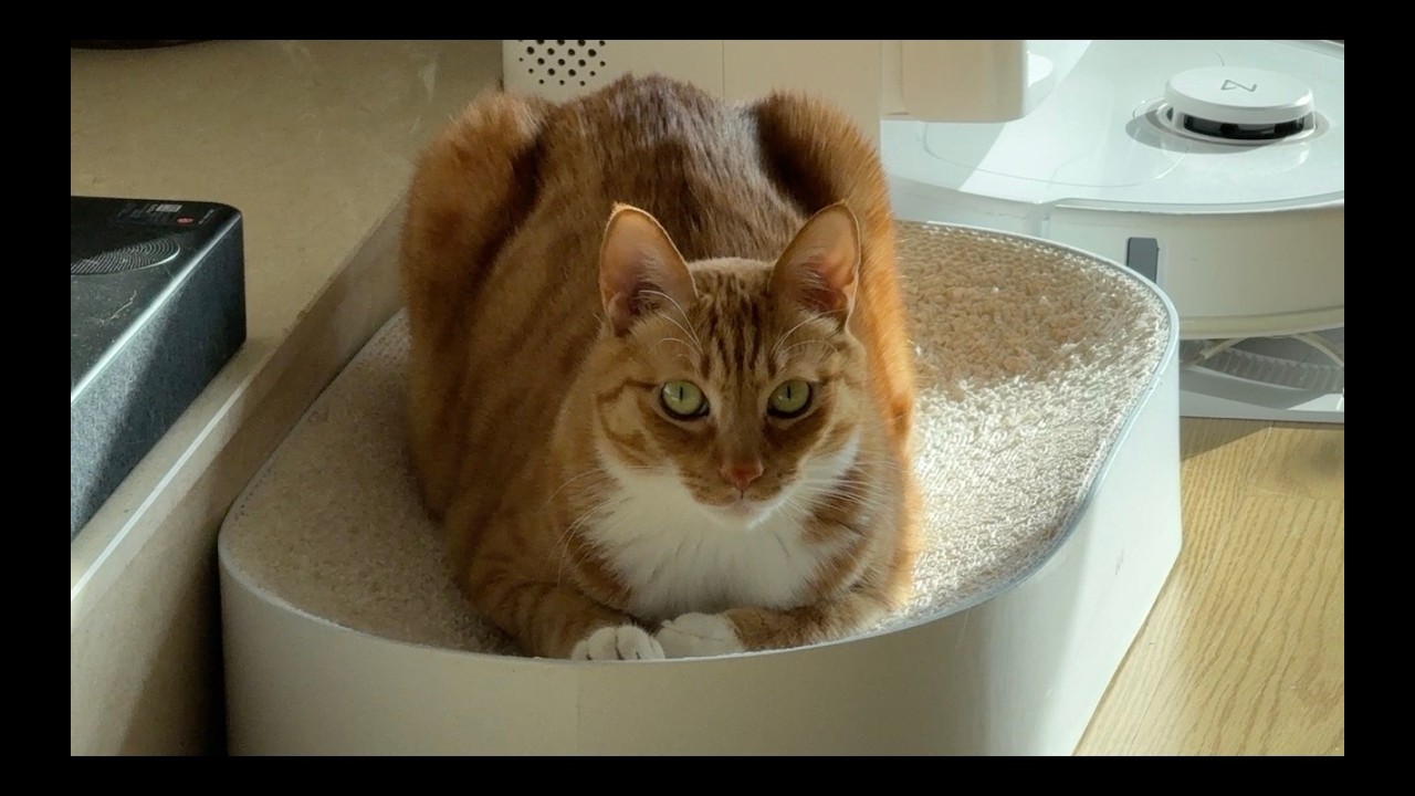 과묵한 미남 vlog … 근데 고양이인