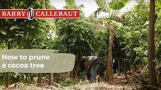 Why it Matters How to Prune a Cocoa Tree | Barry Callebaut