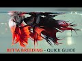 How to Breed - Betta/Fighter Fish