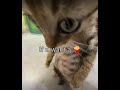 Eat a burger 🍔 #cats#fpy #funny #shorts #cute 