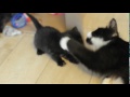 Кошка воспитывает котенка: Смешное видео