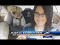 Dog on the Mend after Being Shot with Arrow