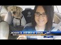 Dog on the Mend after Being Shot with Arrow