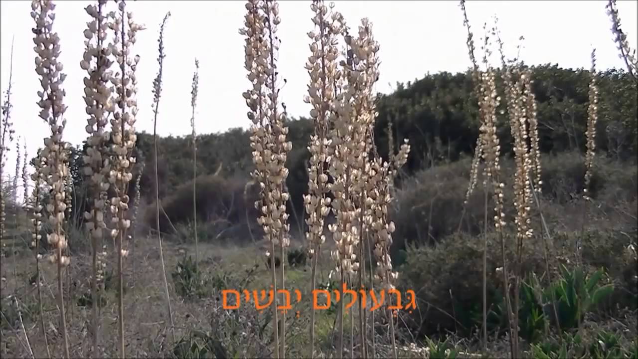 חצב מצוי - YouTube