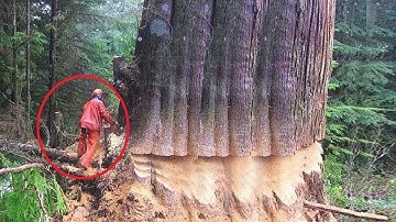 Extreme Tree Cutting: Dangerous Chainsaw Climbing & Skillful Felling of Giant Trees