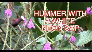 Central American Hummingbirds: The SNOWCAP [NARRATED]
