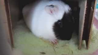 うとうとするモルモットチョコ　Guinea Pig Dozes Off
