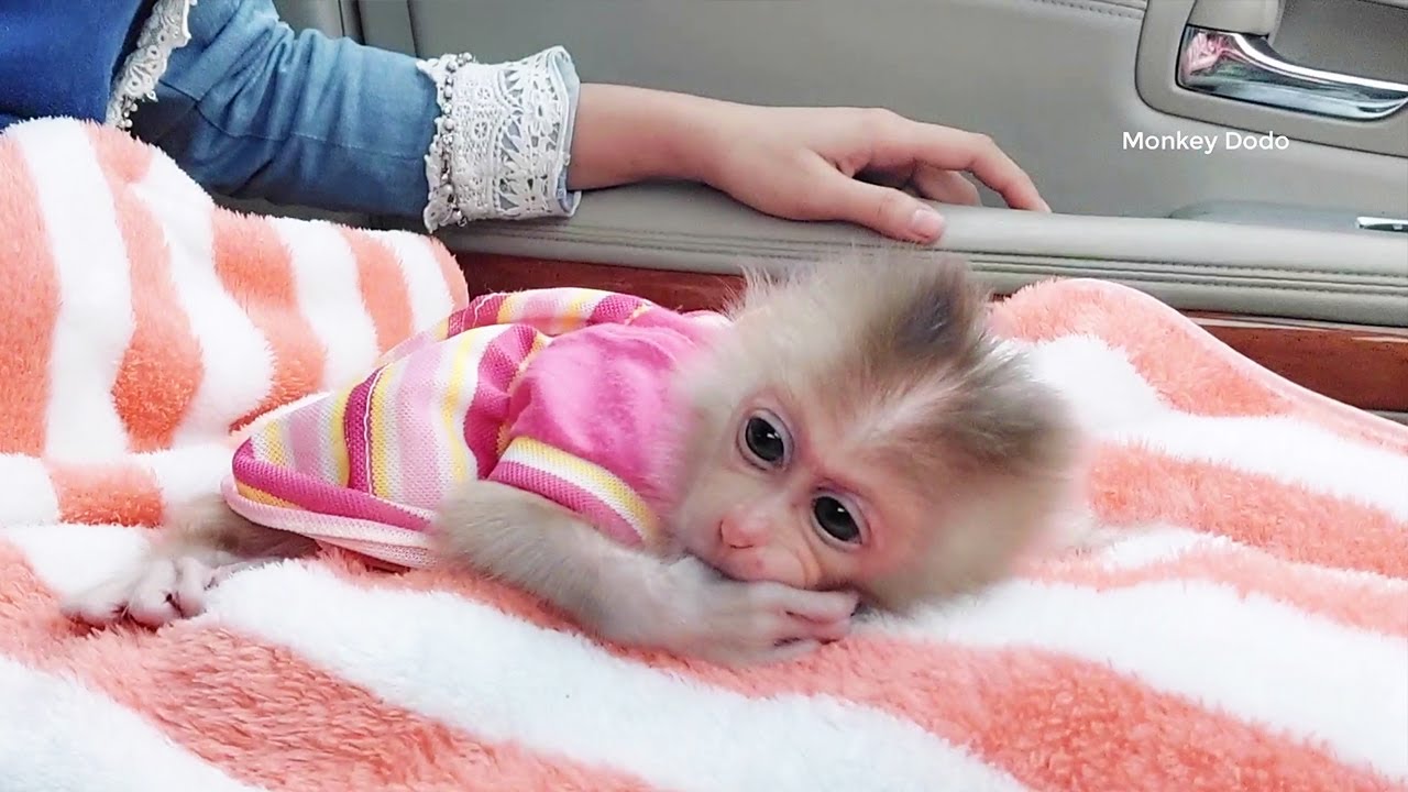 The Most Cutest Newborn Zuji Ride Car With Mom Visit Outside