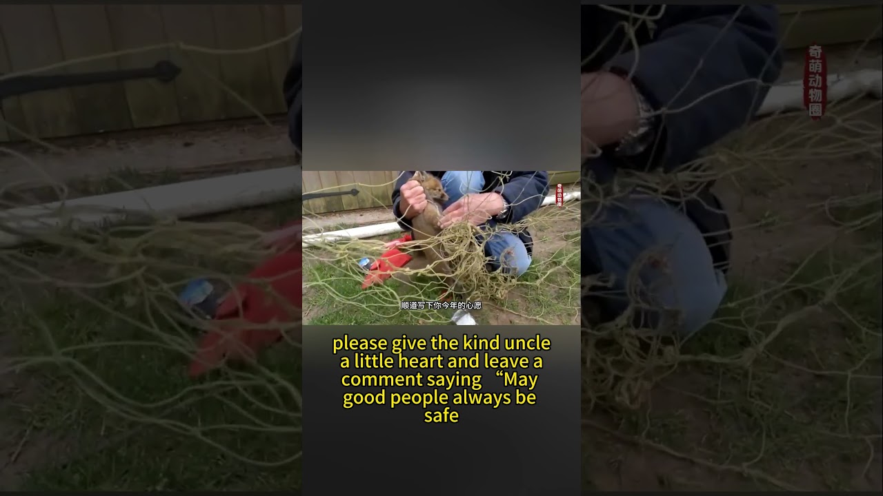 Лиса зовет на помощь - 