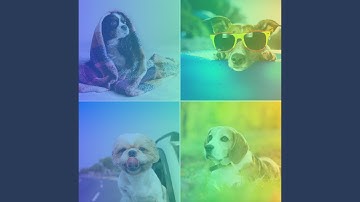 Wicked Backdrops for Doggy Relaxing Day