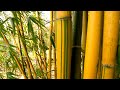 BAMBOO GALORE!! FULL TOUR of over 30 Varieties @ Sandhill Farm