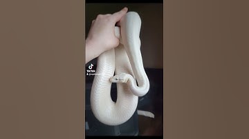 Ball pythons and Boa Constrictor