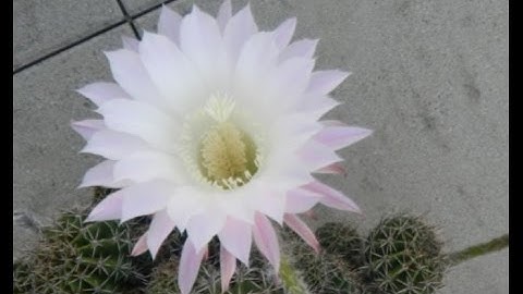 The flowers of my garden - Compress / Reduce your garden pictures with FILEminimizer - balesio AG