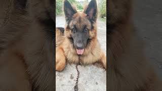 German shepherd #shortvideo #doglover #dog