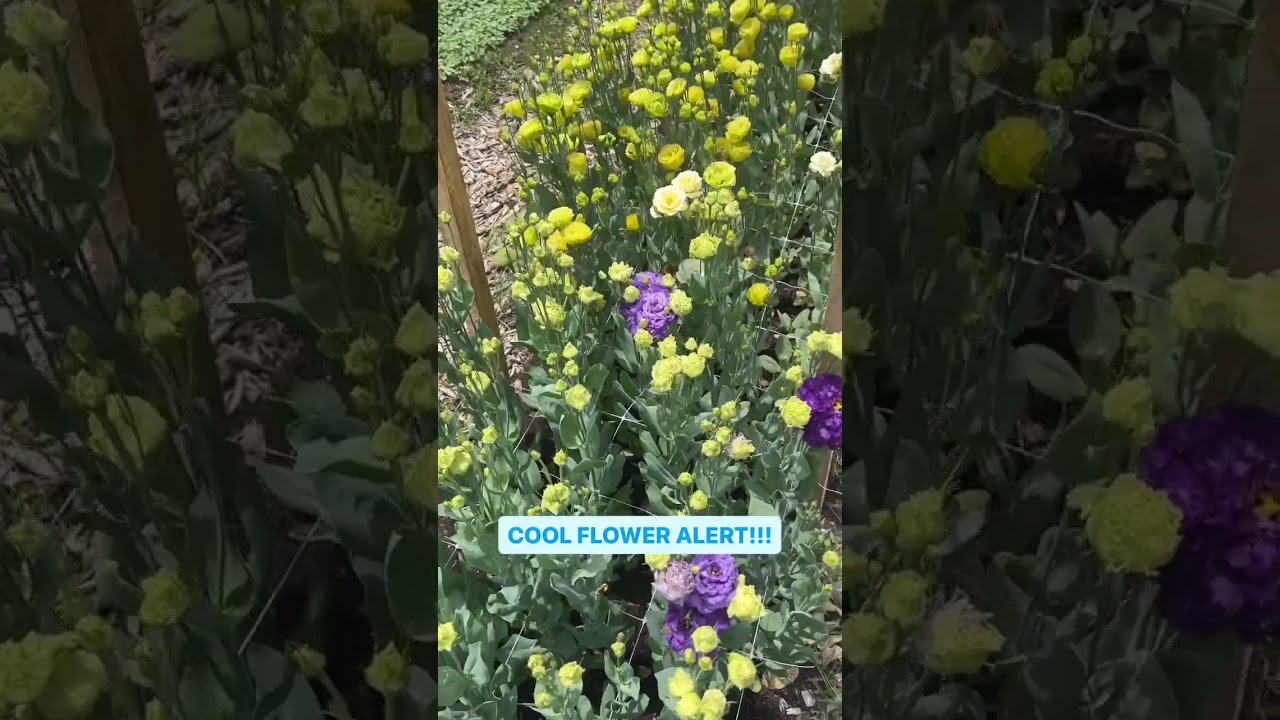 Cool Flowers rule!!! Comment COOL for the resources to learn and get all you need to grow awesome