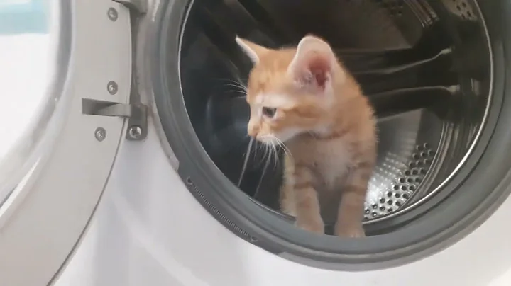 Video 5206221: kitten meowing, post funny, kitten washing, cat lovers, funny pets