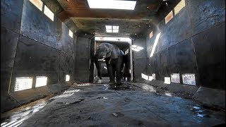 Charles the elephant packs his trunk and says goodbye to Dinokeng
