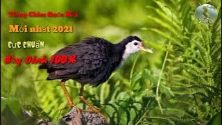 Tiếng chim quốc mồi hay nhất,chuẩn nhất 2021/Bẫy là dính 100%