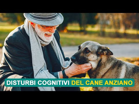 Video: Sindrome da disfunzione cognitiva: aiuta il tuo cane anziano