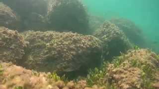Schnorcheln in Port de Alcudia / Mallorca / SJCAM 5000+