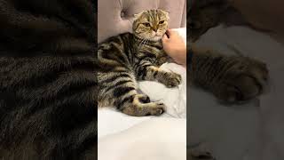 Cute Scottish fold cat 😺🐱#cat #pet #new #scottishfold #scottish