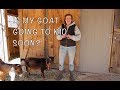Is My Goat Going to Kid Soon? - Signs of Goat Labor