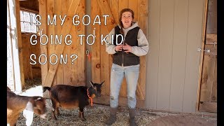 Is My Goat Going to Kid Soon?  Signs of Goat Labor