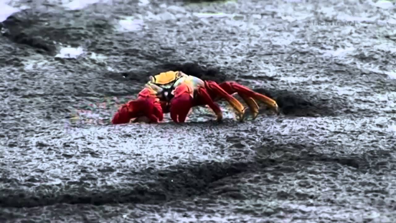 Species report:  Grapsus grapsus