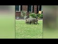 Mysterious roaming pig gains legend status in Atlanta