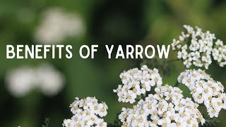 Benefits of Yarrow Medicinal Uses of Common Yarrow