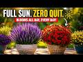 9 Full-Sun Perennials That Never Stop Blooming in Containers