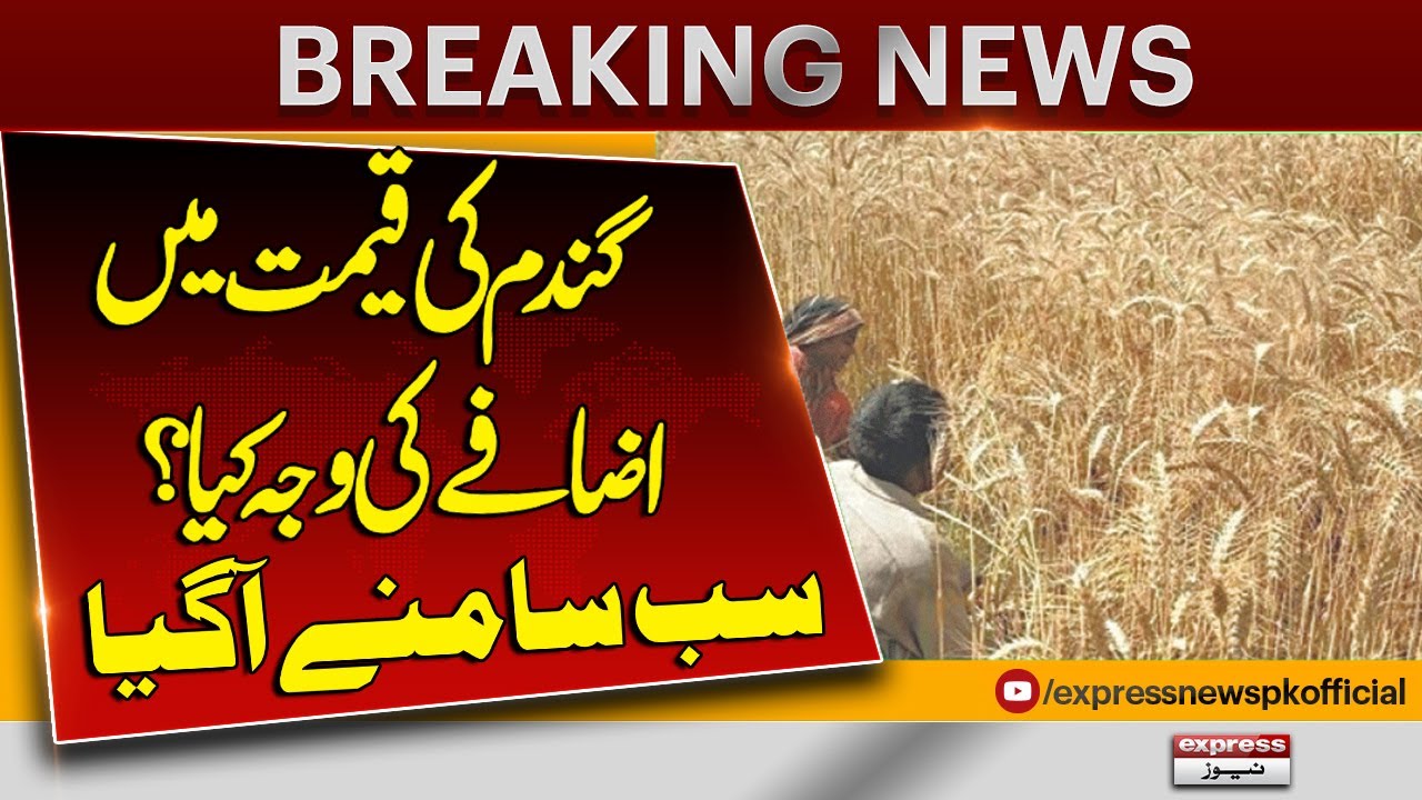"Why Wheat Prices Increased? Real Reasons Finally Exposed! Wheat Crop Producers | Breaking News